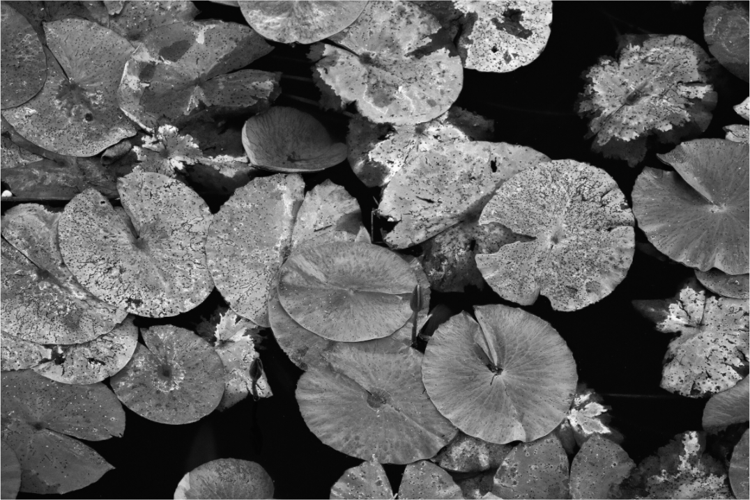 Main image The Floating Silence