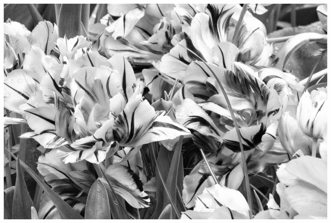 Main image Ink in the Petals