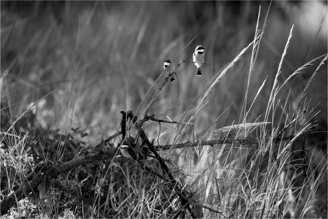 Main image Trinity of Air