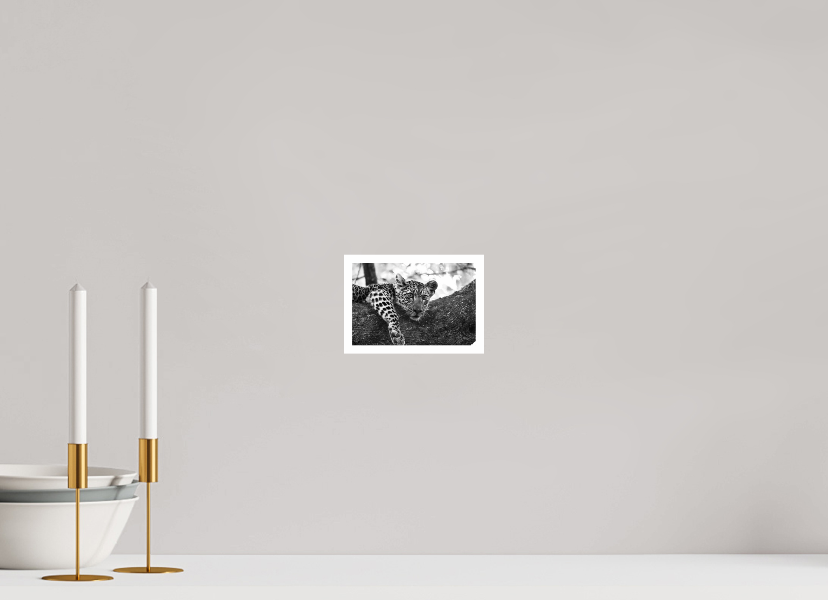 6 x 4″, Ilford Baryta Paper Leopard lounging...