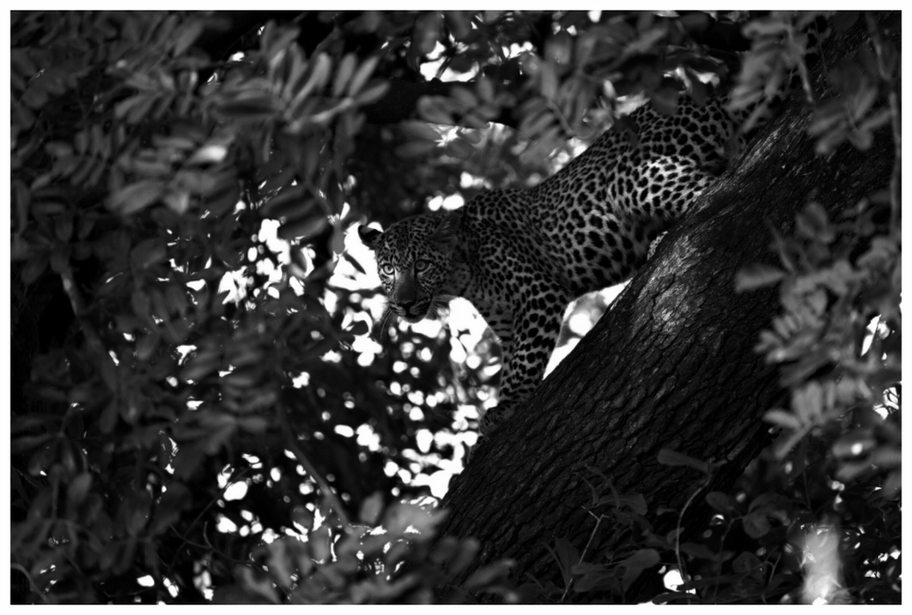 Main image The Hunt Begins in Shadow