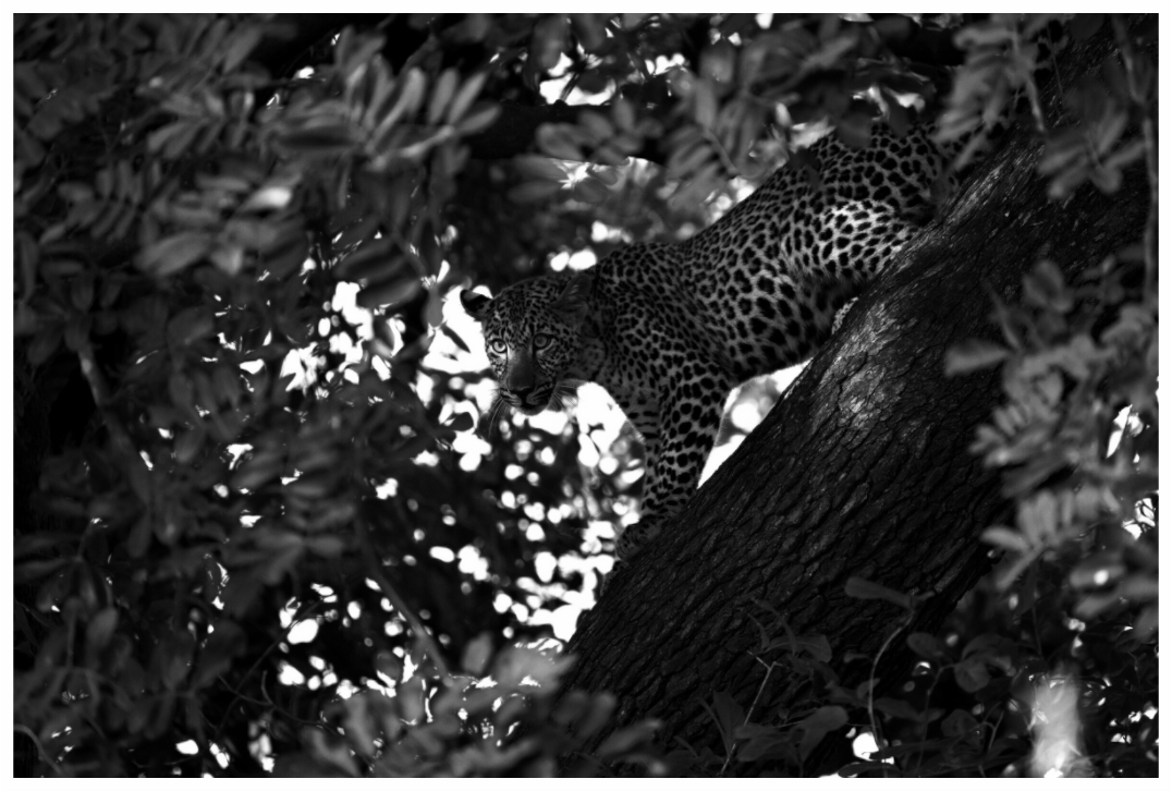 Main image The Hunt Begins in Shadow