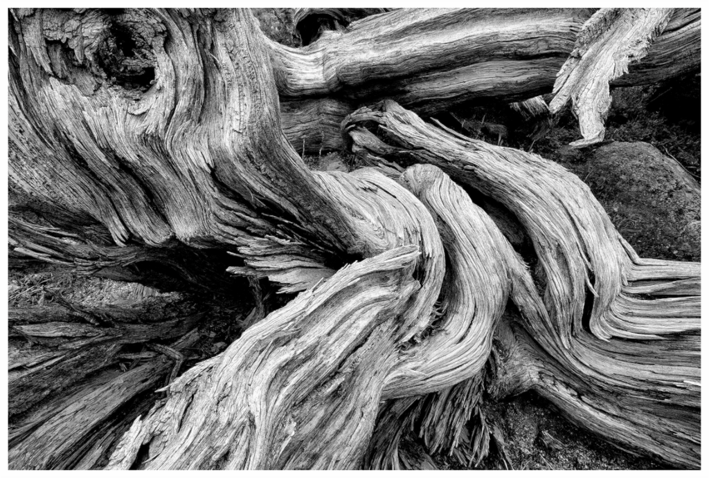 Main image Old Bones