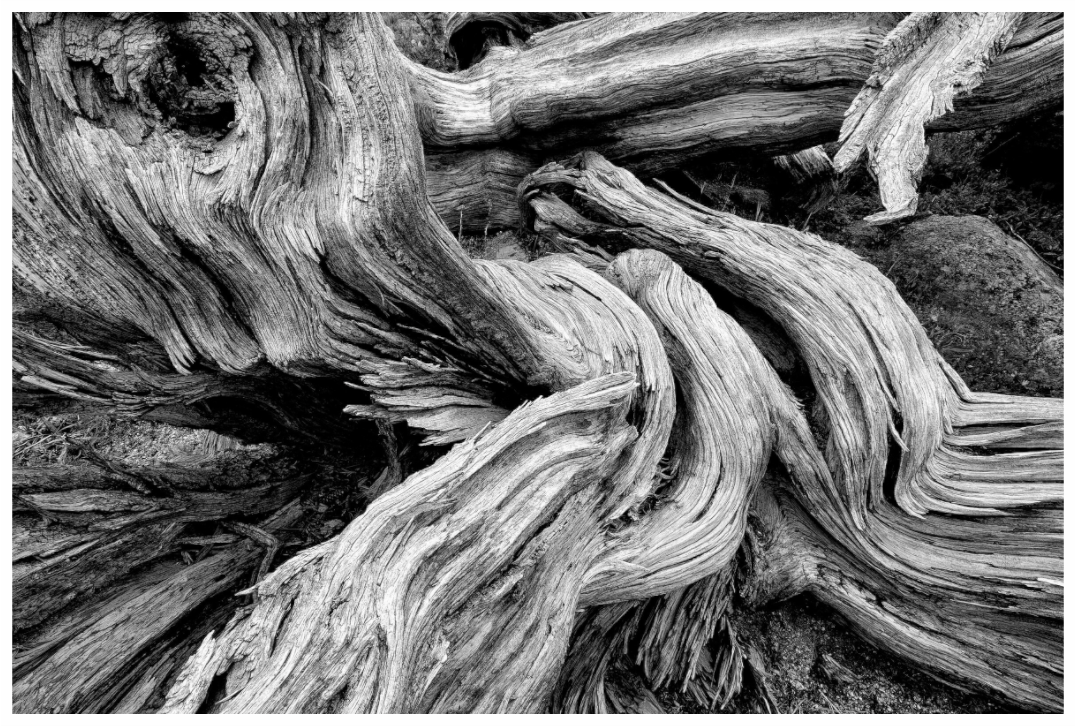 Main image Old Bones