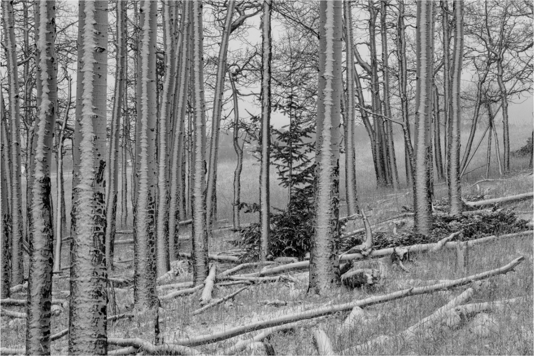 Main image Winter's Brush