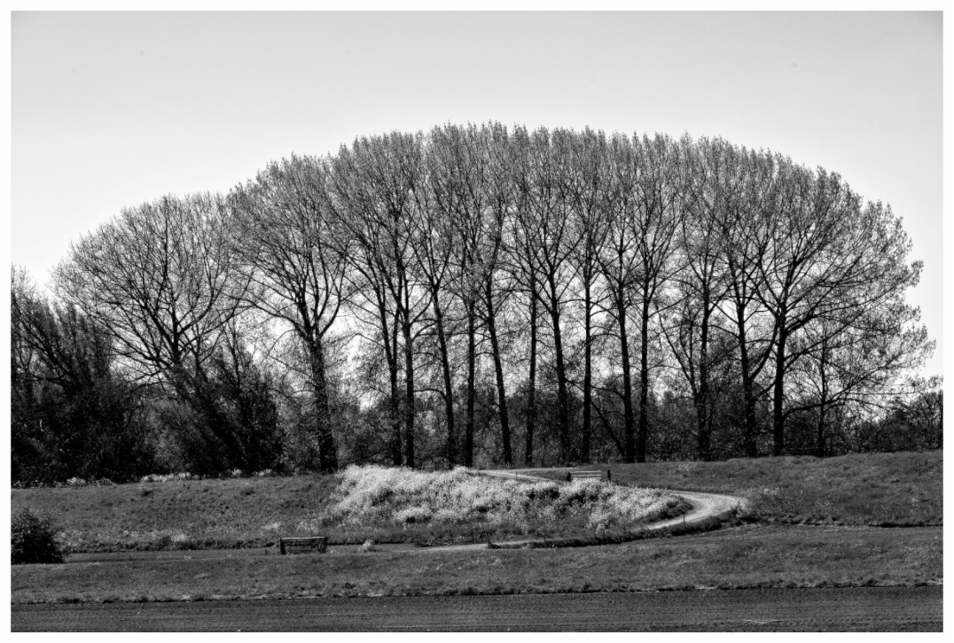 Main image Netherlands Tree Row