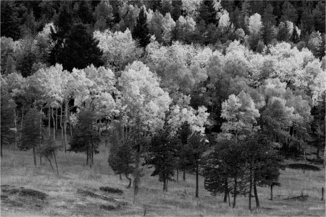 Main image The Season Breathes Light