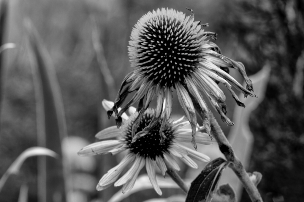 Main image Between Bloom and Shadow