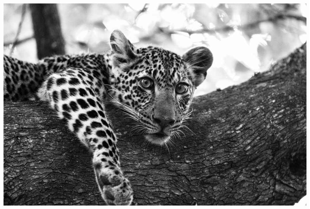 Main image Leopard lounging...