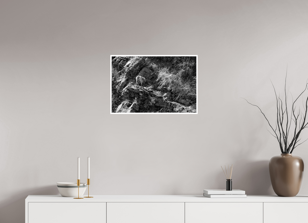 24 x 16″, Ilford Baryta Paper Bighorn sheep on cliff face