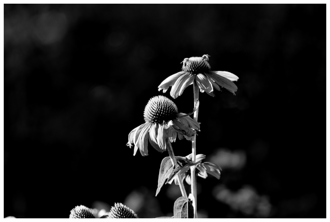 Main image Late summer flowers