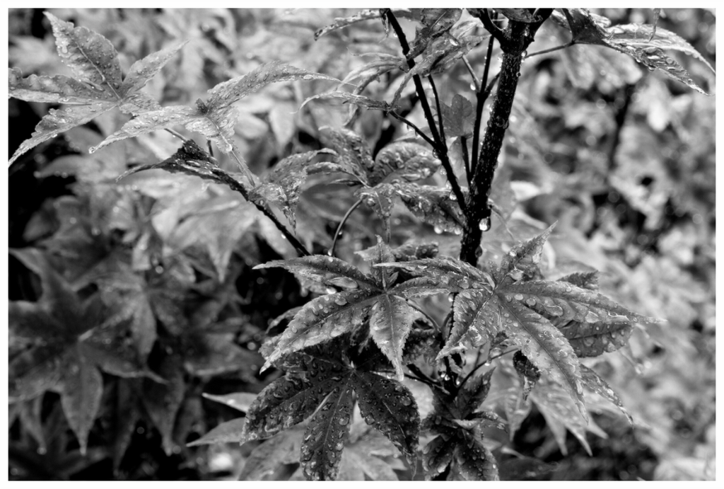 Main image Japanese Elm Raindrops