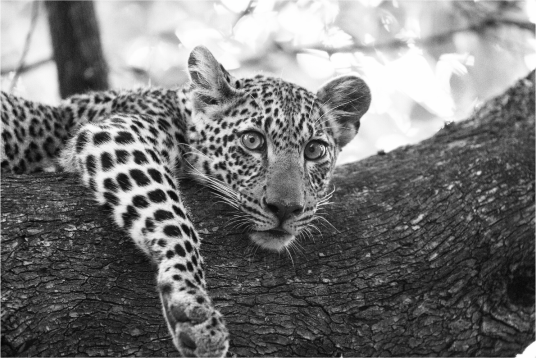 Main image Sovereign