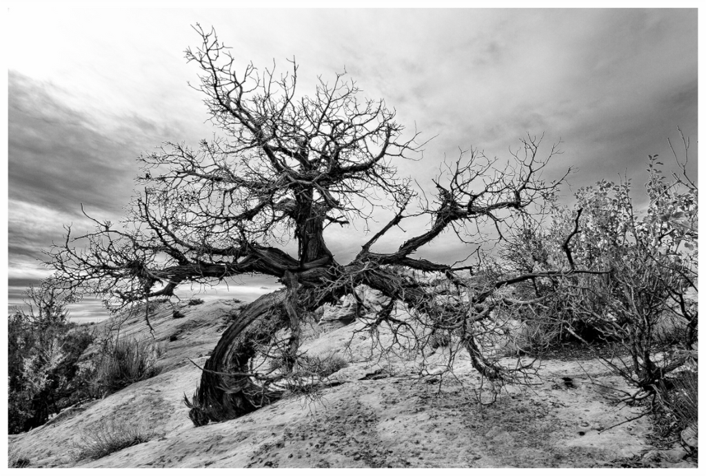 Main image Twisted and Still Standing