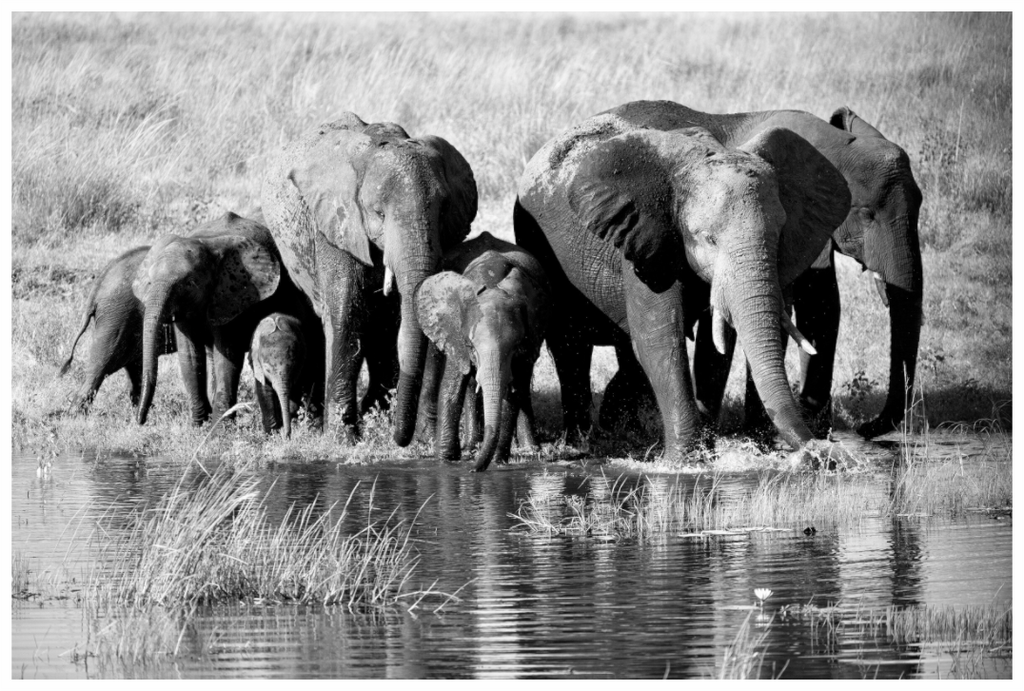 Main image Elephant family