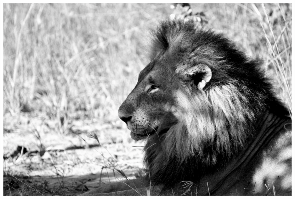 Main image Portrait of an African Lion