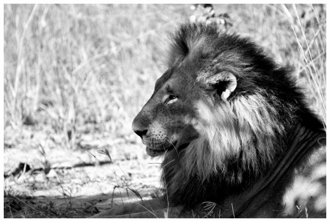 Main image Portrait of an African Lion