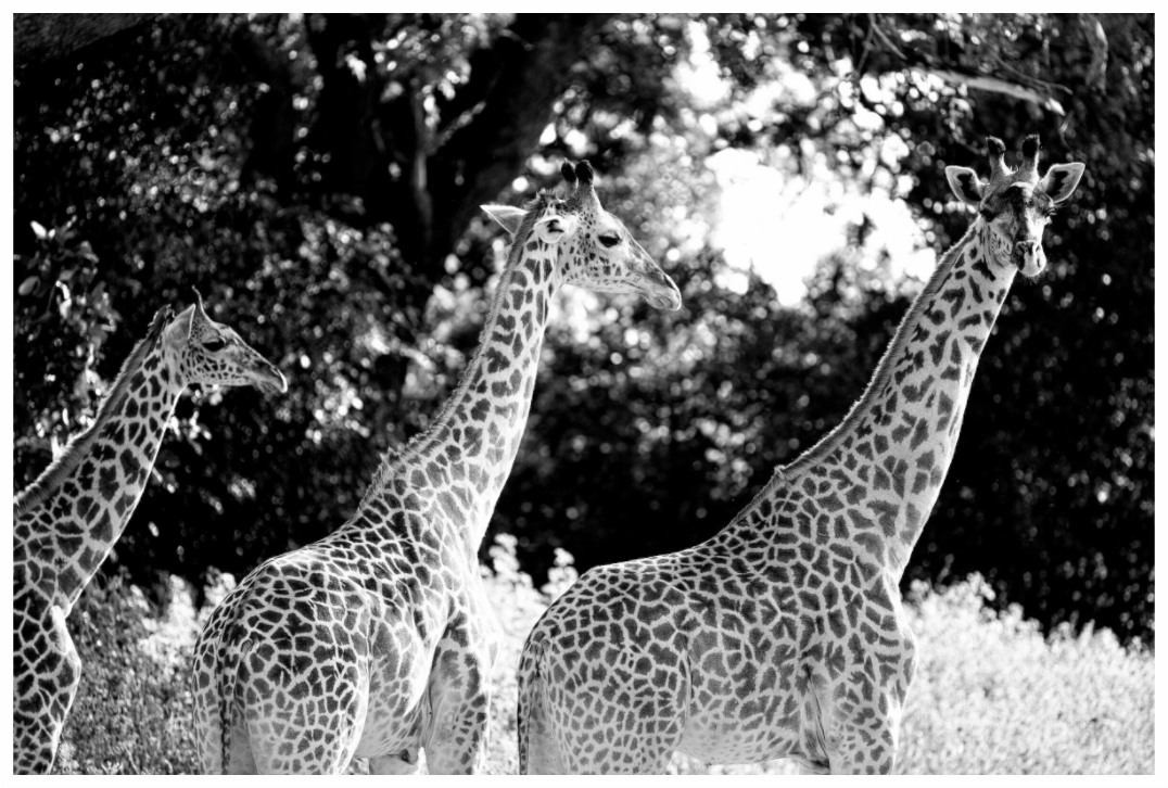 Main image Ghosts in the Trees