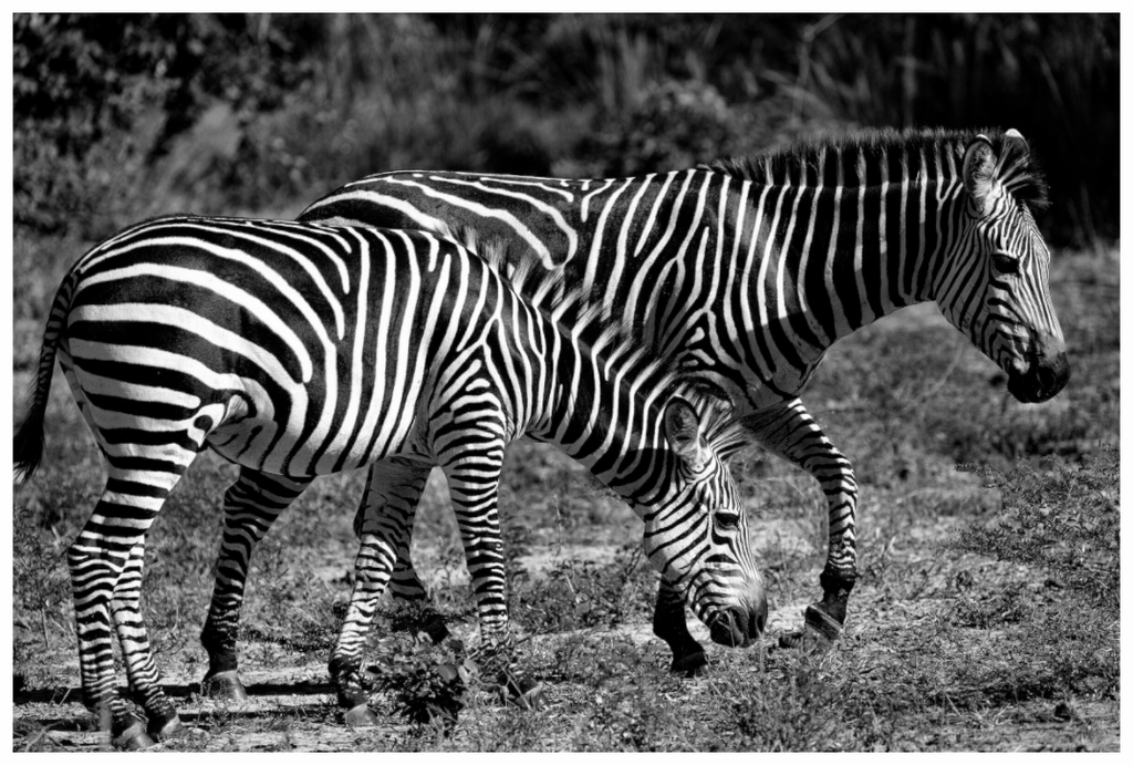 Main image Zebra Patterns