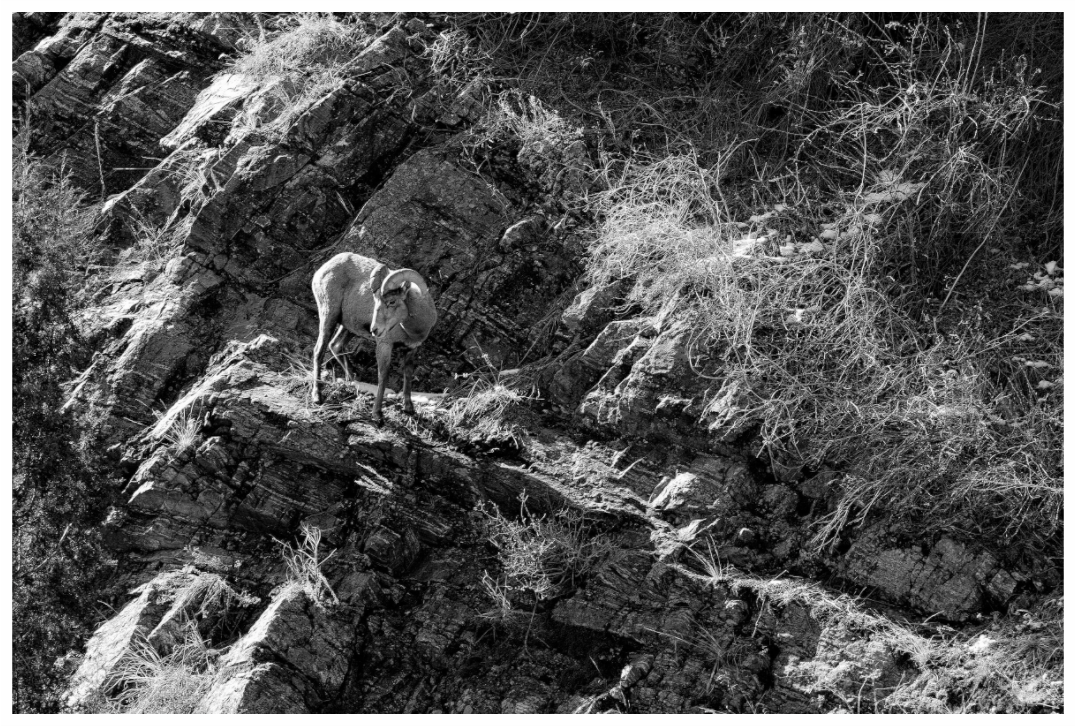 Main image Bighorn sheep on cliff face